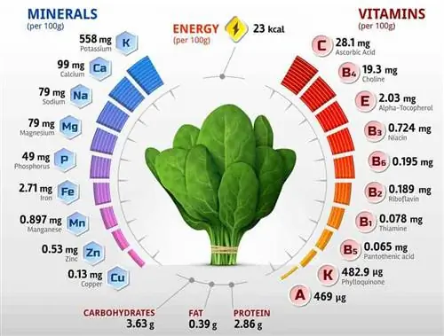 шпинат витамины минералы