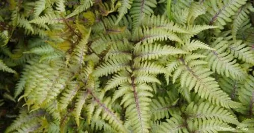 Японский расписной папоротник (Athyrium Niponicum)