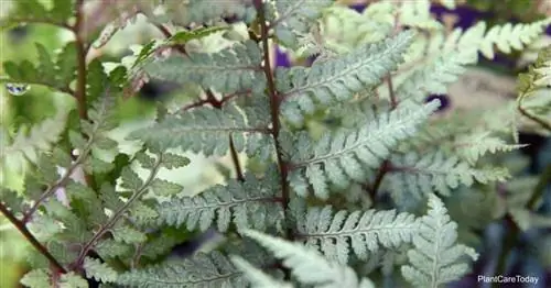 Папоротник-призрак (Athyrium Hybrida)