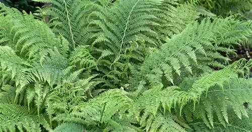 Dryopteris Filix-Mas: как выращивать и ухаживать за мужским папоротником