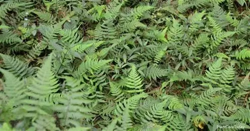 Как выращивать и ухаживать за папоротником Леди - Athyrium filix-femina