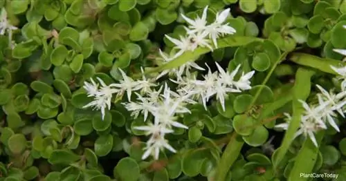 Цветы очитка лесного (Sedum ternatum)