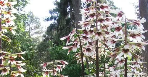 Яркие цветущие колосья Cardiocrinum Giganteum, гигантской гималайской лилии.