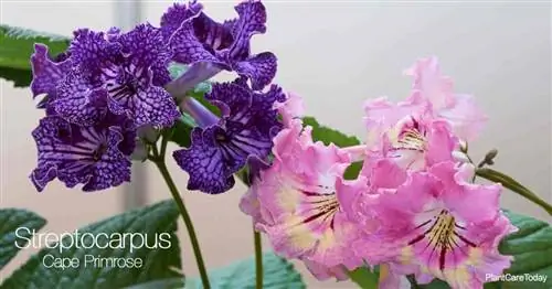 Streptocarpus – Капская примула