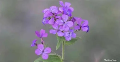 Серебряный доллар Lunaria annua