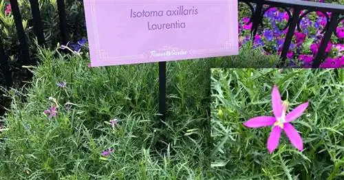 Isotoma axillaris [Laurentia] Выращивание и уход за звездчатым цветком