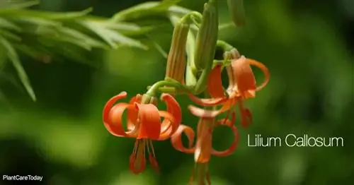 Lilium Callosum: Незнакомка с лилией с маленьким цветком настоящих лилий