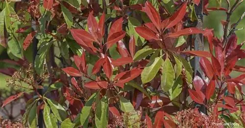 Красочная листва кустарника Red Tip Photinia