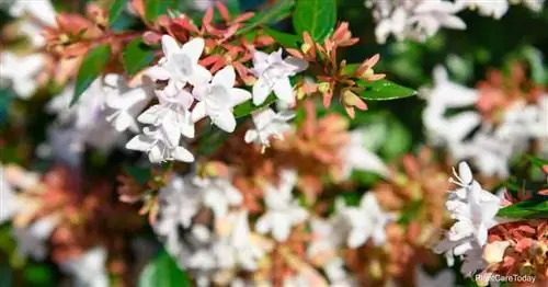 Цветущая абелия глянцевая (Abelia x grandiflora)