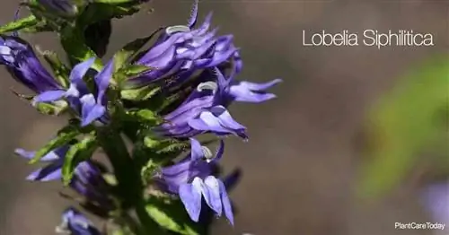 Цветы вблизи большой синей лобелии (Lobelia Siphilitica)