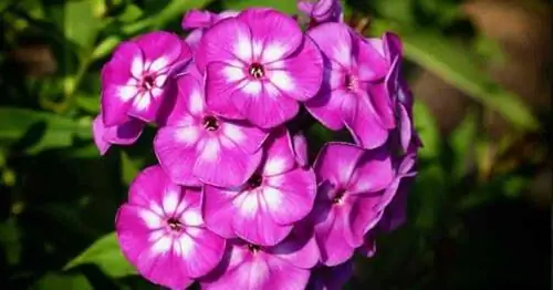 Цветущий садовый флокс [Phlox метельчатая]