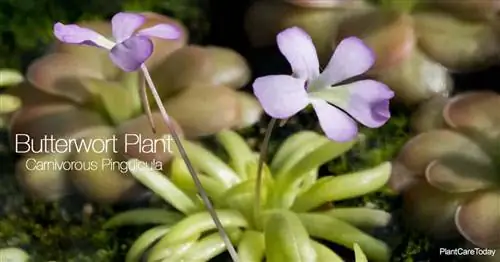 Листва и цветение растения маслята - Pinguicula