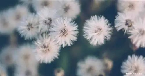 Цветущий Erigeron Canadensis, он же канадский хрен.