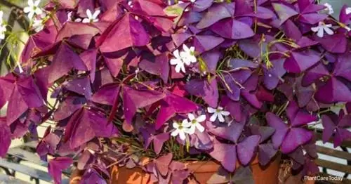 Oxalis Triangularis, он же фиолетовый трилистник