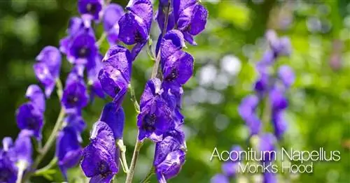 Цветки Aconitum Napellus (Капюшон монаха)