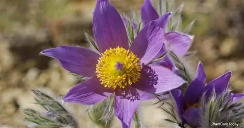 Цветение паски (Pulsatilla Vulgaris)