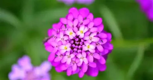 Цветы вблизи растения Candytuft