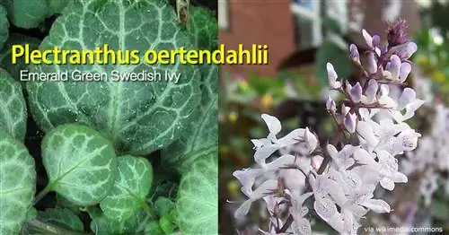 Plectranthus Oertendahlii: изучите уход за изумрудно-зеленым шведским плющом