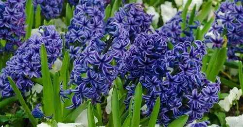 Hyacinthus Orientalis: выращивание и цветение голландского гиацинта