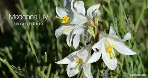 Мадонна Лили Вторичный Kw: Lilium Candidum