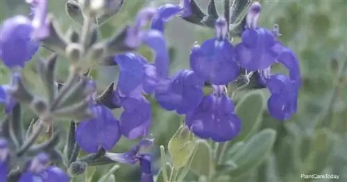 фиолетовые цветки Salvia Chamaedryoides (Германдер Шалфей)