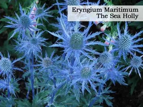 Eryngium Maritimum: Морской падуб