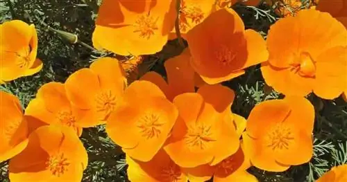 Цветущий золотой мак - Eschscholzia Californica.