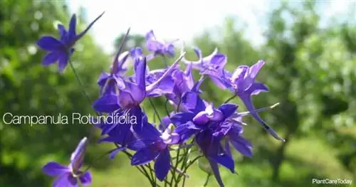 Фиолетовые цветы Campanula Rotundifolia (растение колокольчик)