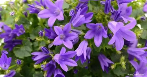 Цветение колокольчика сербского – Campanula Poscharskyana.