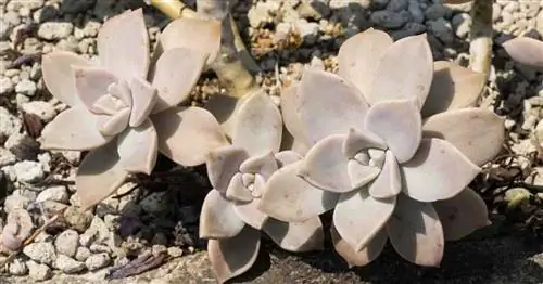 Растение призрачного цветка (Graptopetalum)