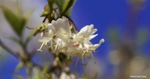 Цветущая Lonicera fragrantissima (зимняя жимолость)