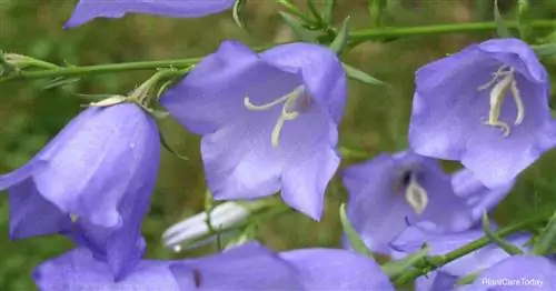 Цветущий колокольчик персиколистный (Campanula Persicifolia)