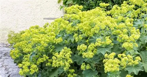 Растение манжетка: уход и выращивание Alchemilla Mollis в саду