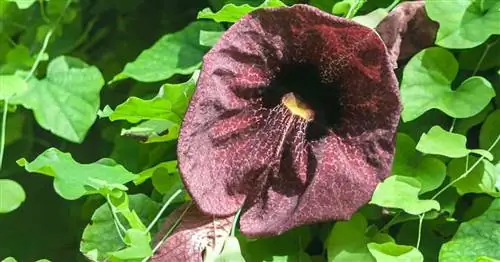 Уход за трубчатыми растениями Dutchmans: как вырастить виноградную лозу Aristolochia Macrophylla
