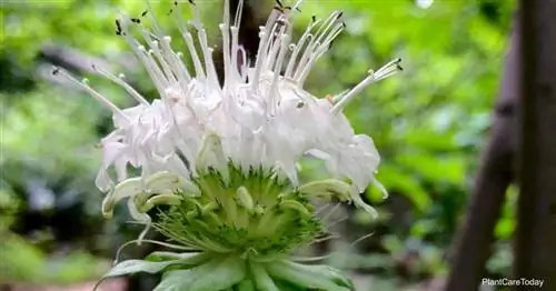 White Monarda Clinopodia (белый бергамот)