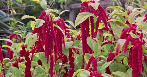 Цветение Amaranthus Caudatus - растение, любящее ложь