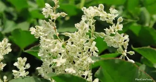 Цветущая лоза Серебряного кружева (Polygonum Aubertii)