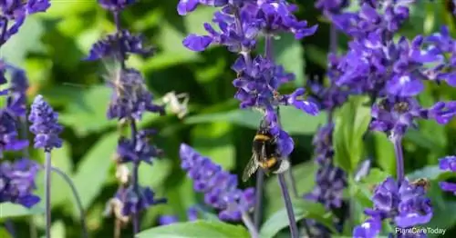 Шалфей обыкновенный Salvia Officinalis Выращивание и уход