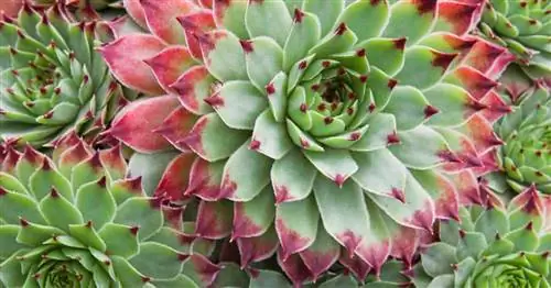 Sempervivum и его детеныши