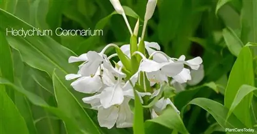 Цветущая белая имбирная лилия Hedychium Coronarium