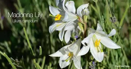 Цветы лилии Мадонны (Lilium Candidum)