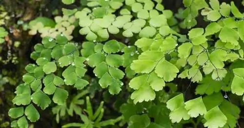 Мягкие листья папоротника адиантума (Adiantum Raddianum).