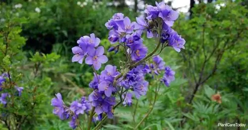 Лестница Цветущего Иакова (Polemonium Caeruleum)