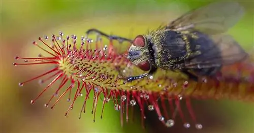 Drosera capensis (росянка)