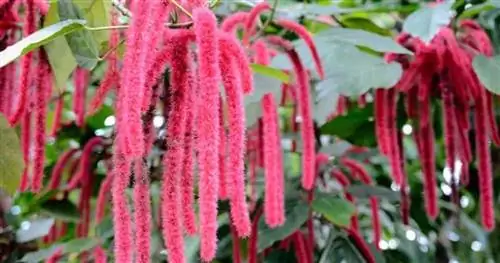 Нечеткие красные цветки Acalypha Hispida.