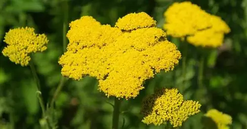Желтоцветущий многолетник Achillea filipendulina тысячелистник Желтоцветущий многолетник Achillea filipendulina тысячелистник