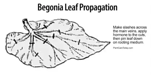 Размножение бегонии листом, показывающее, где надрезать жилки