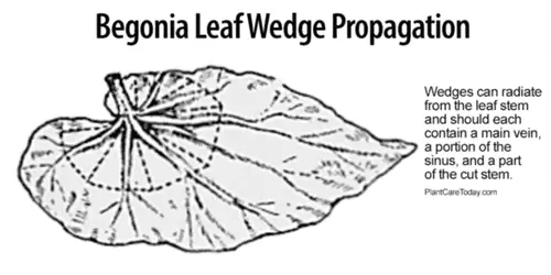 Клиновое размножение бегонии листом