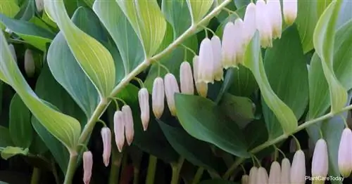 Цветки растения Печать Соломона (Polygonatum Odoratum)