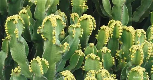 Уход за Euphorbia Resinifera: выращивание смоляного молочайника